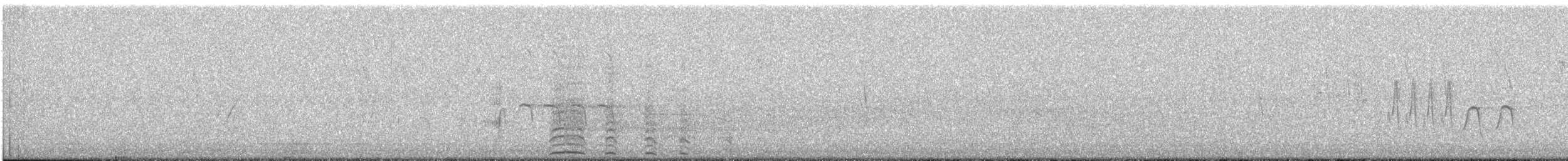 ברבר x ברכיה (בן כלאיים) - ML613099355