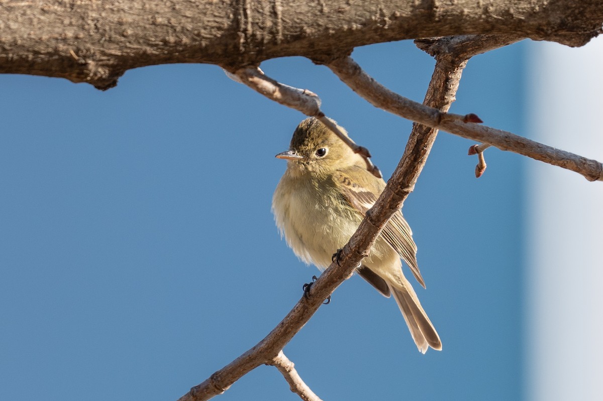 Western Flycatcher - ML613099395