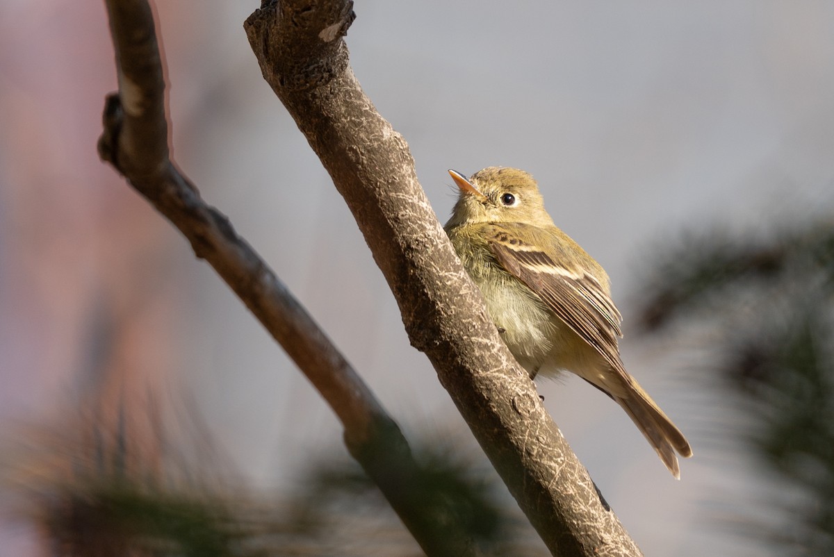 Western Flycatcher - ML613099397