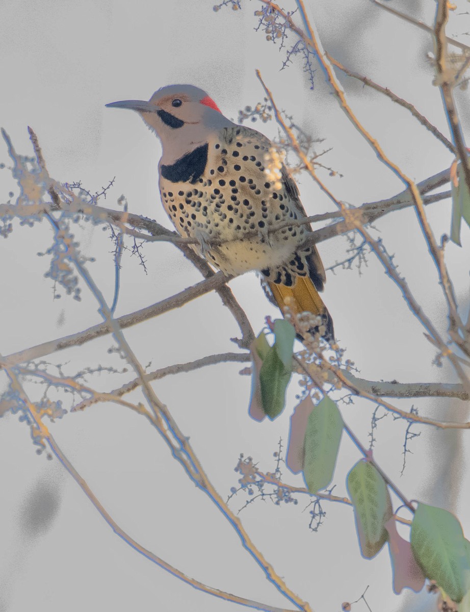 Northern Flicker (Yellow-shafted) - ML613099417