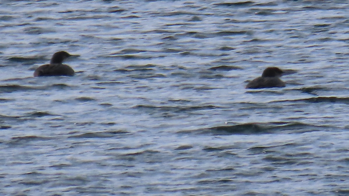 Common Loon - Christine Alexander