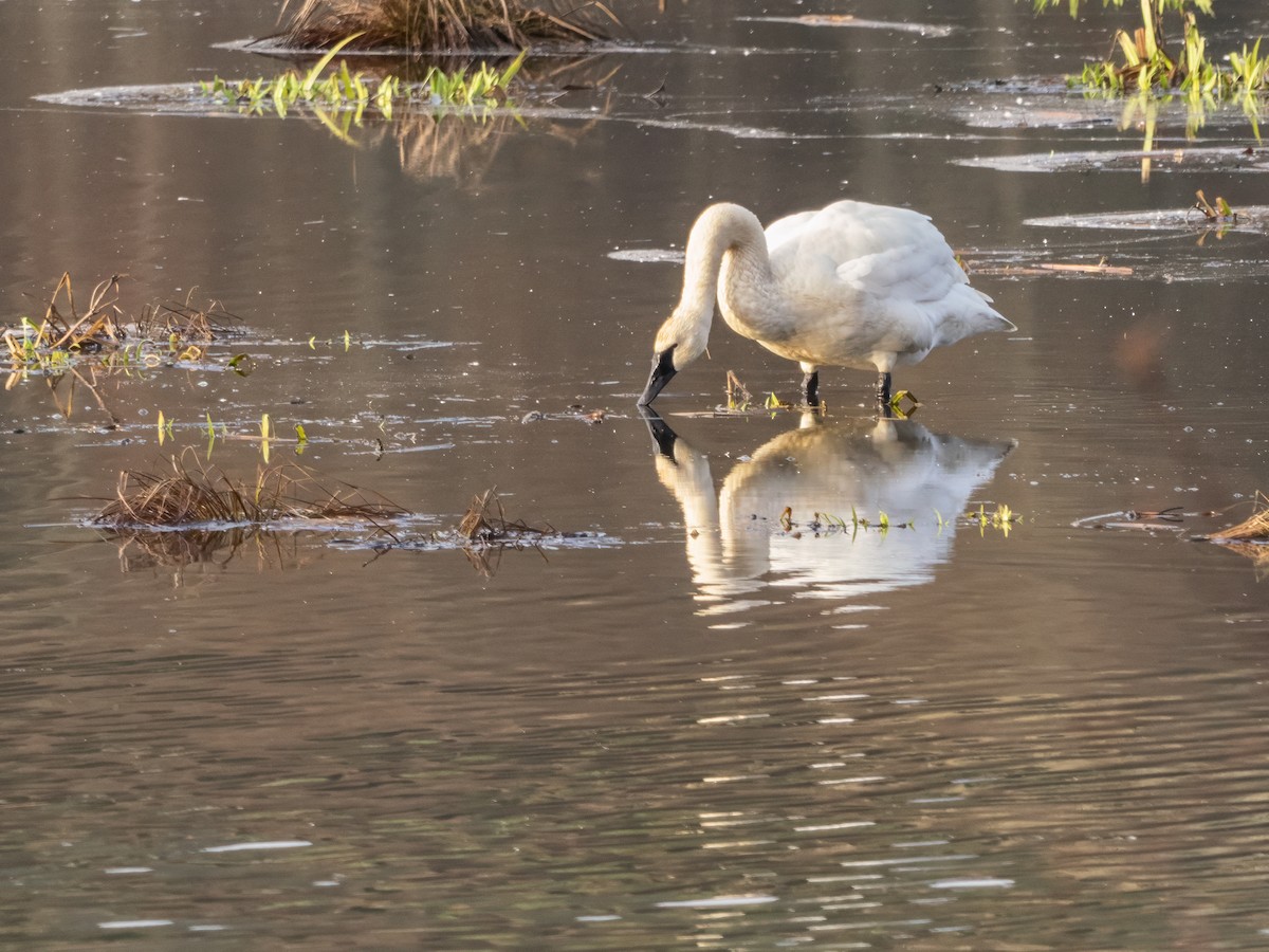 Trumpeter Swan - ML613099457