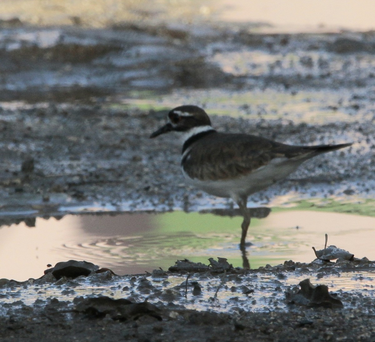 Killdeer - Wency Rosales