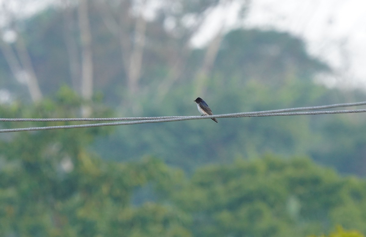 Golondrina Pechigrís - ML613099585