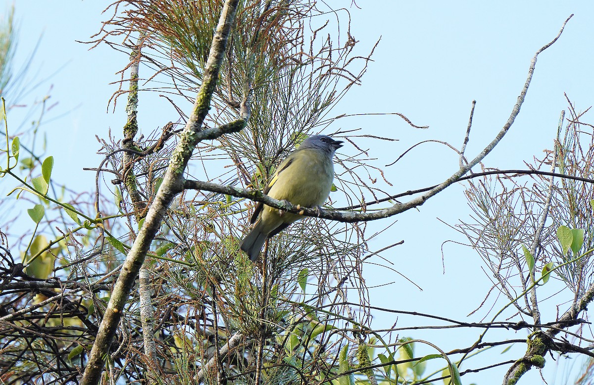 Tangara Aliamarilla - ML613099610