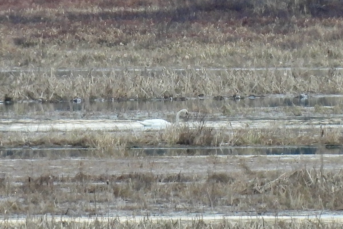 Mute Swan - ML613099648