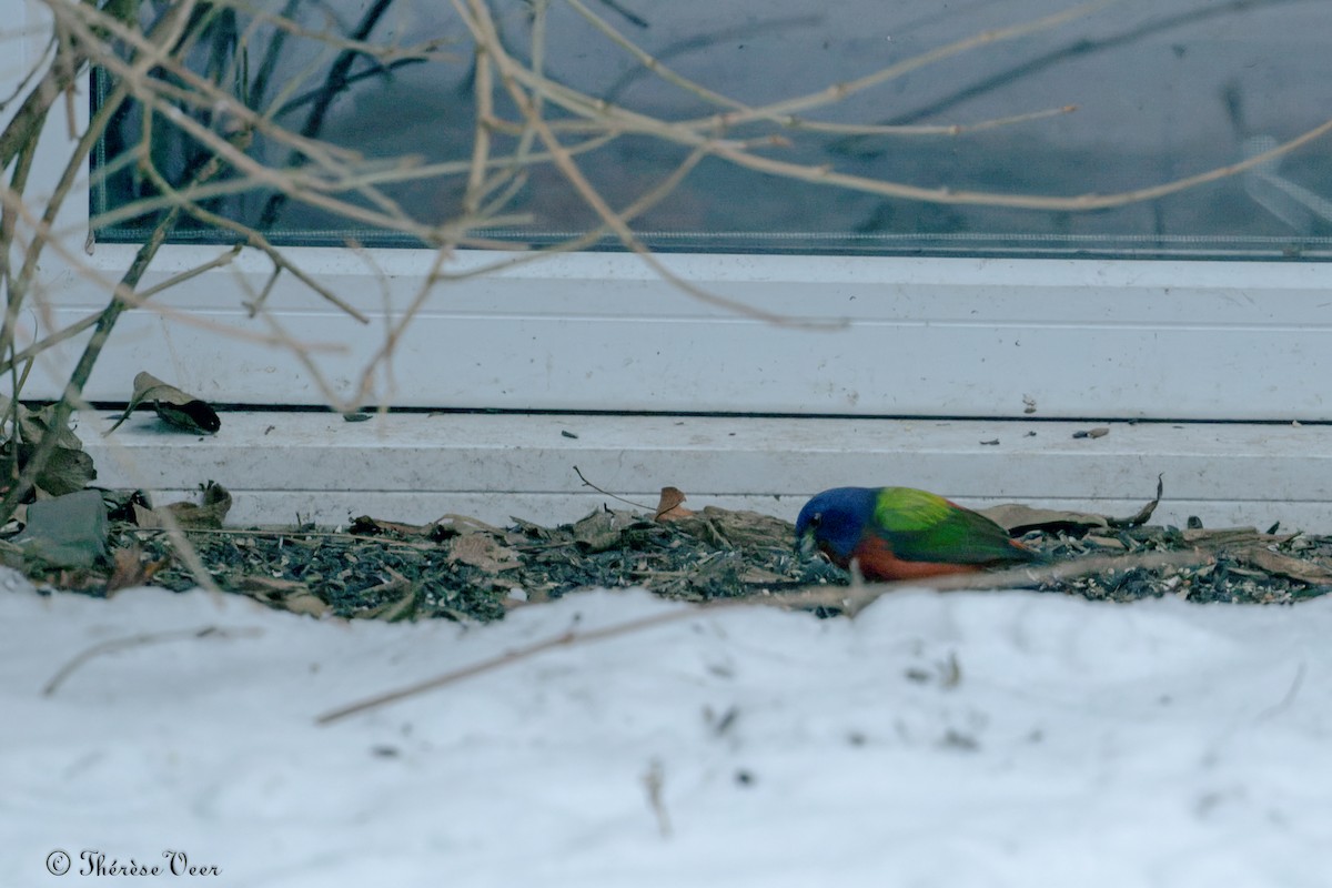 Painted Bunting - ML613099666