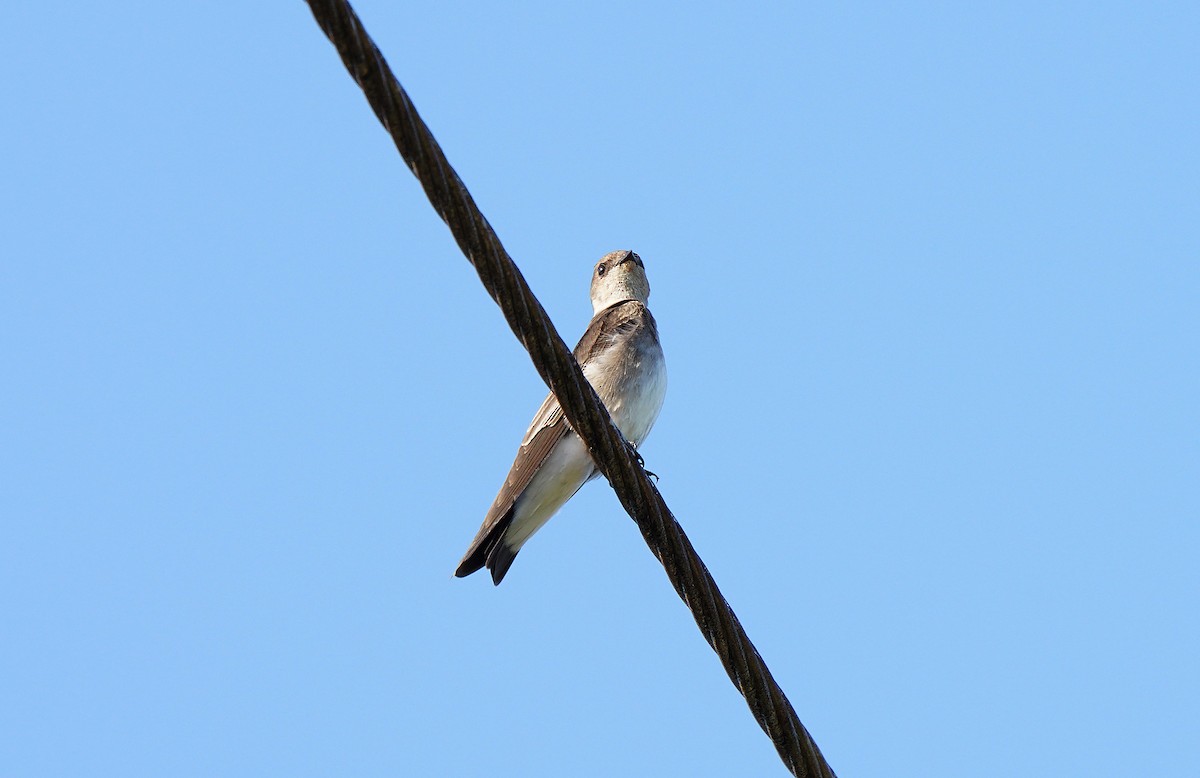 Northern Rough-winged Swallow (Ridgway's) - Tim Avery