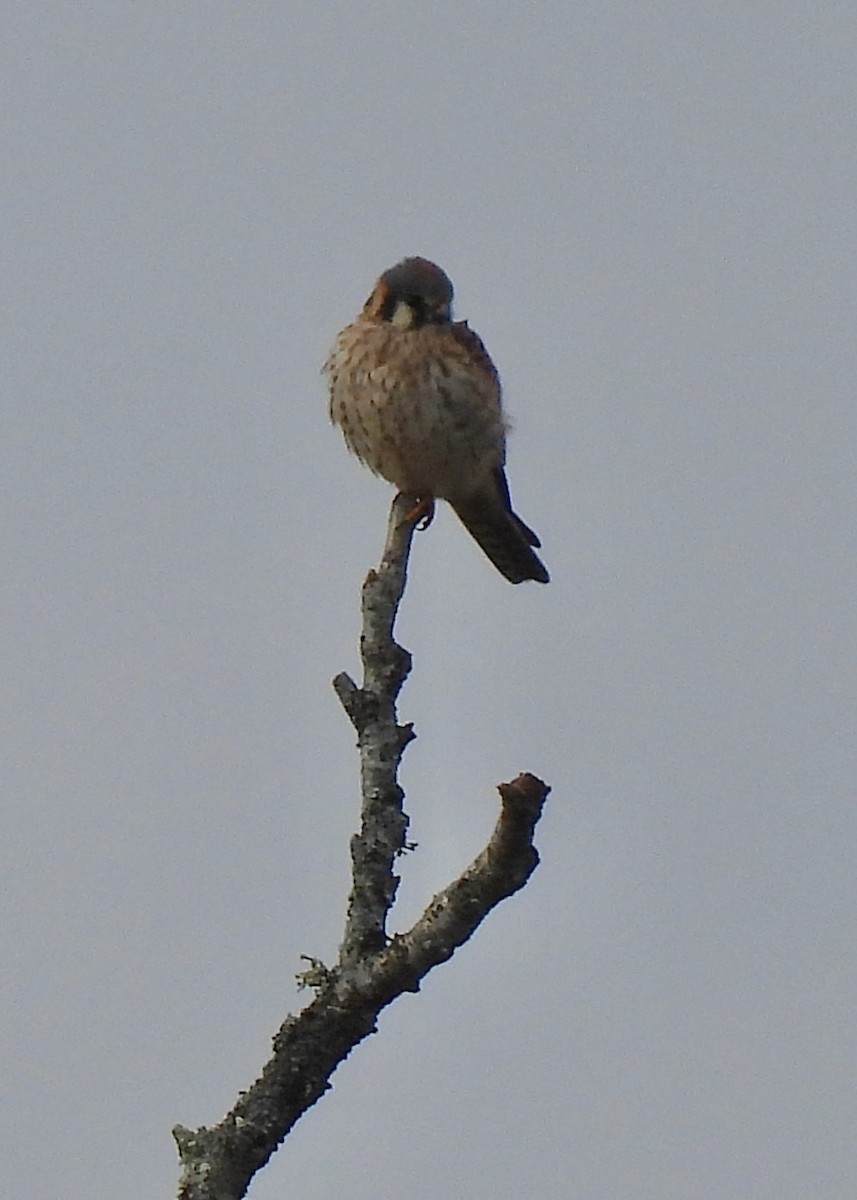 American Kestrel - ML613099677