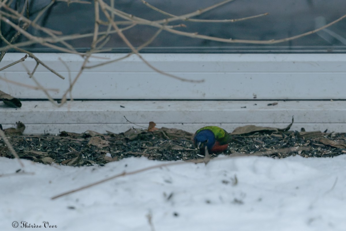 Painted Bunting - ML613099684