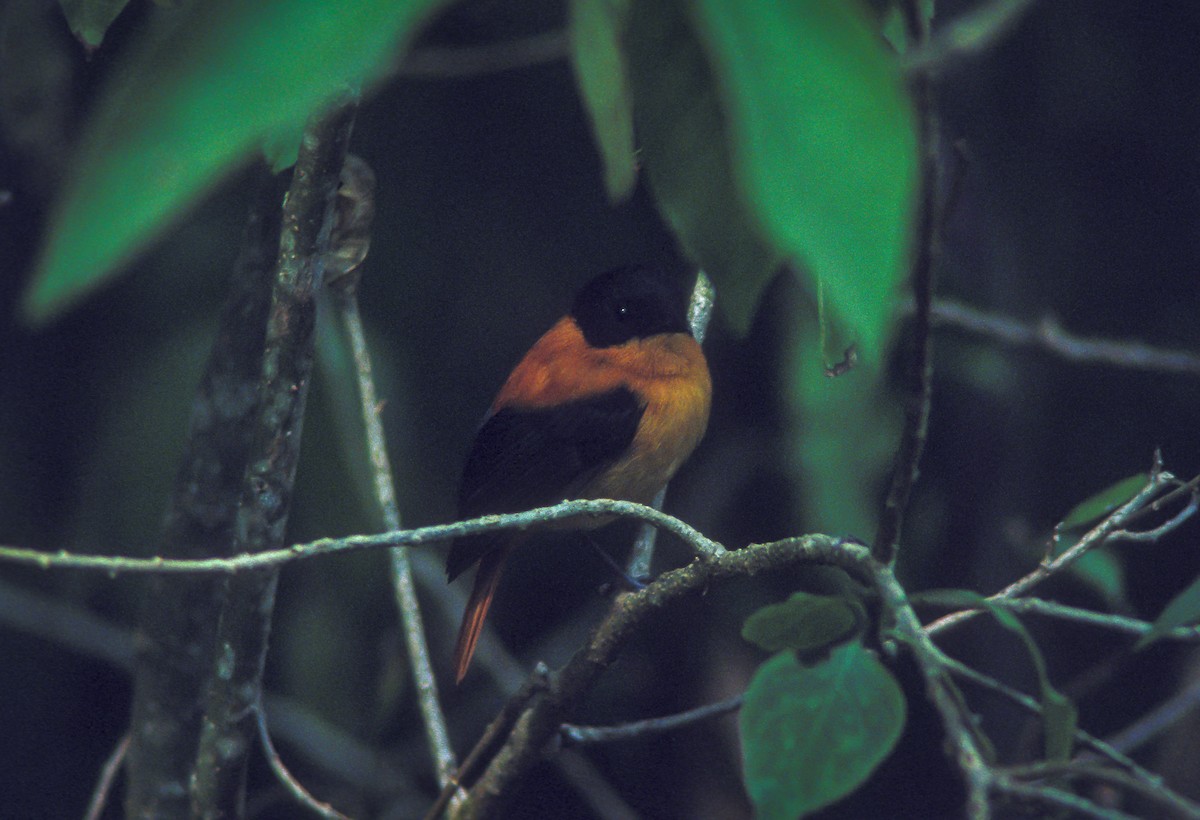 Black-and-orange Flycatcher - ML613099688