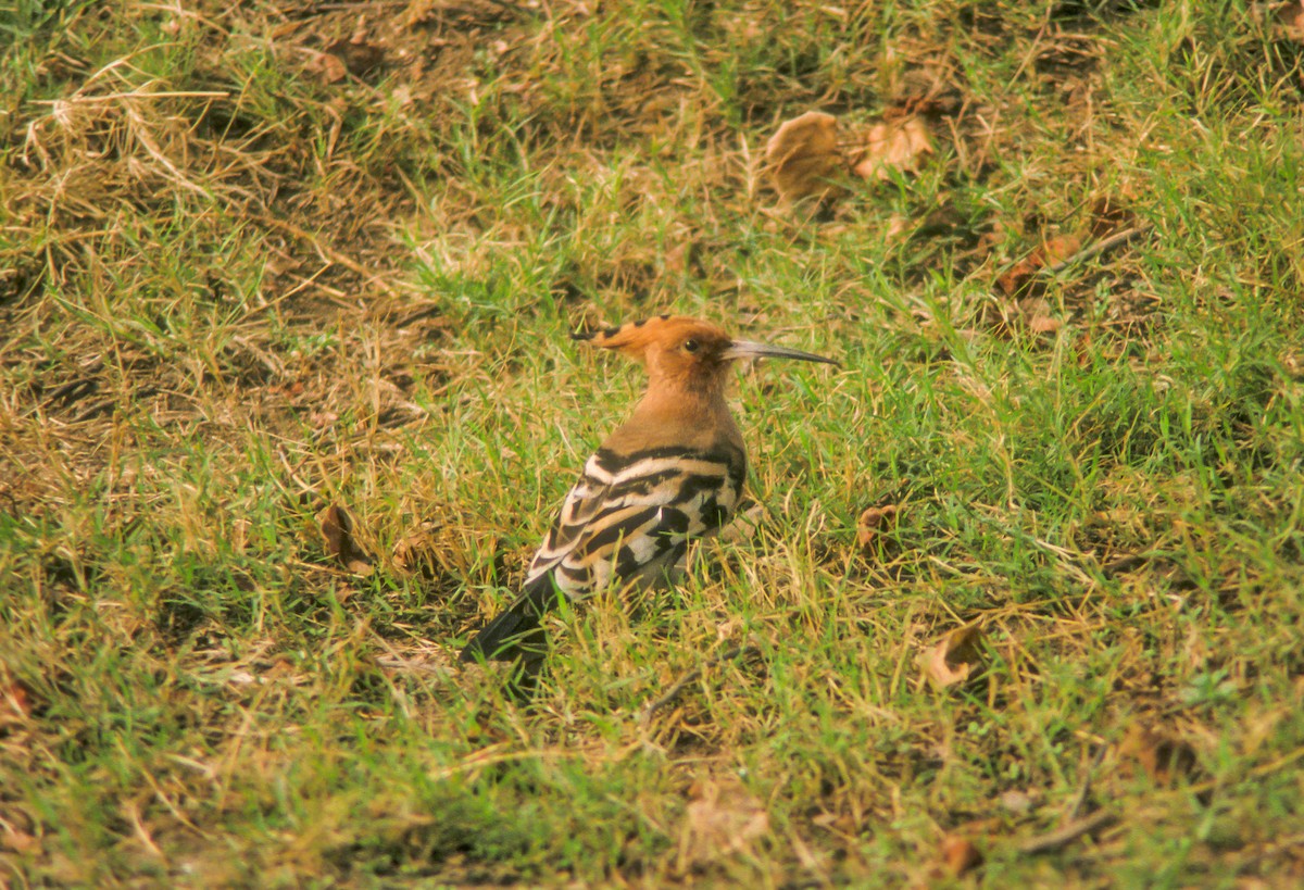 Eurasian Hoopoe - ML613099786