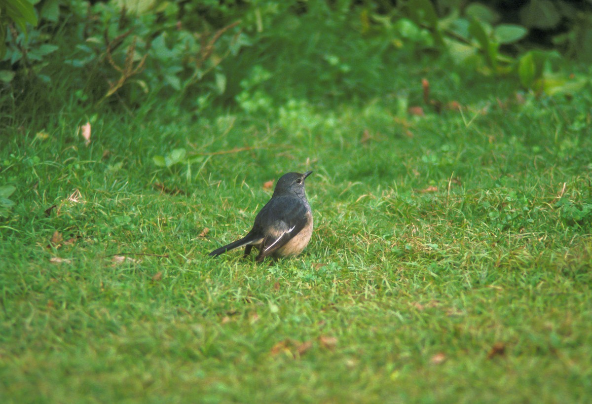 Oriental Magpie-Robin - ML613099804