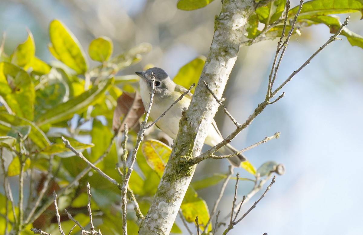 Kurşuni Vireo (notius/montanus) - ML613099854