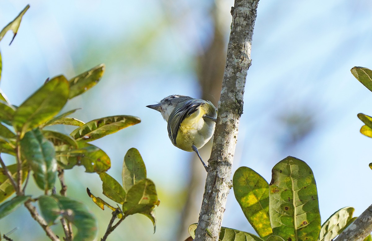 Kurşuni Vireo (notius/montanus) - ML613099859