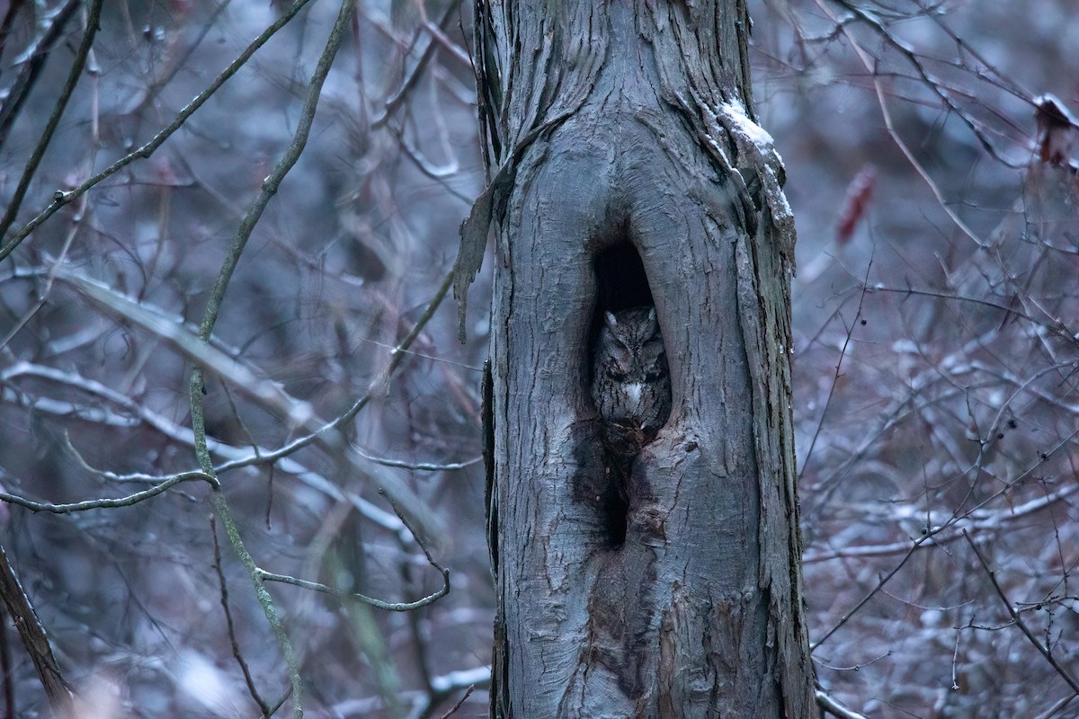 Eastern Screech-Owl - ML613099885