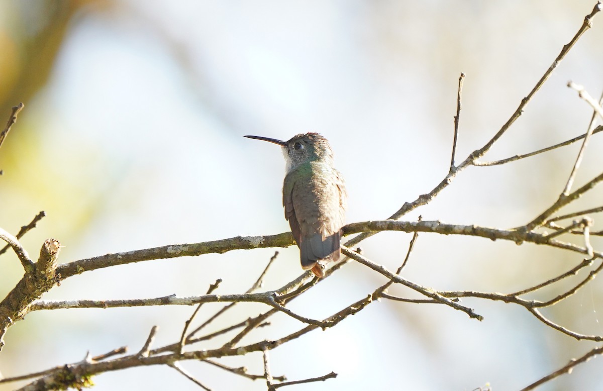 Azure-crowned Hummingbird - ML613099889