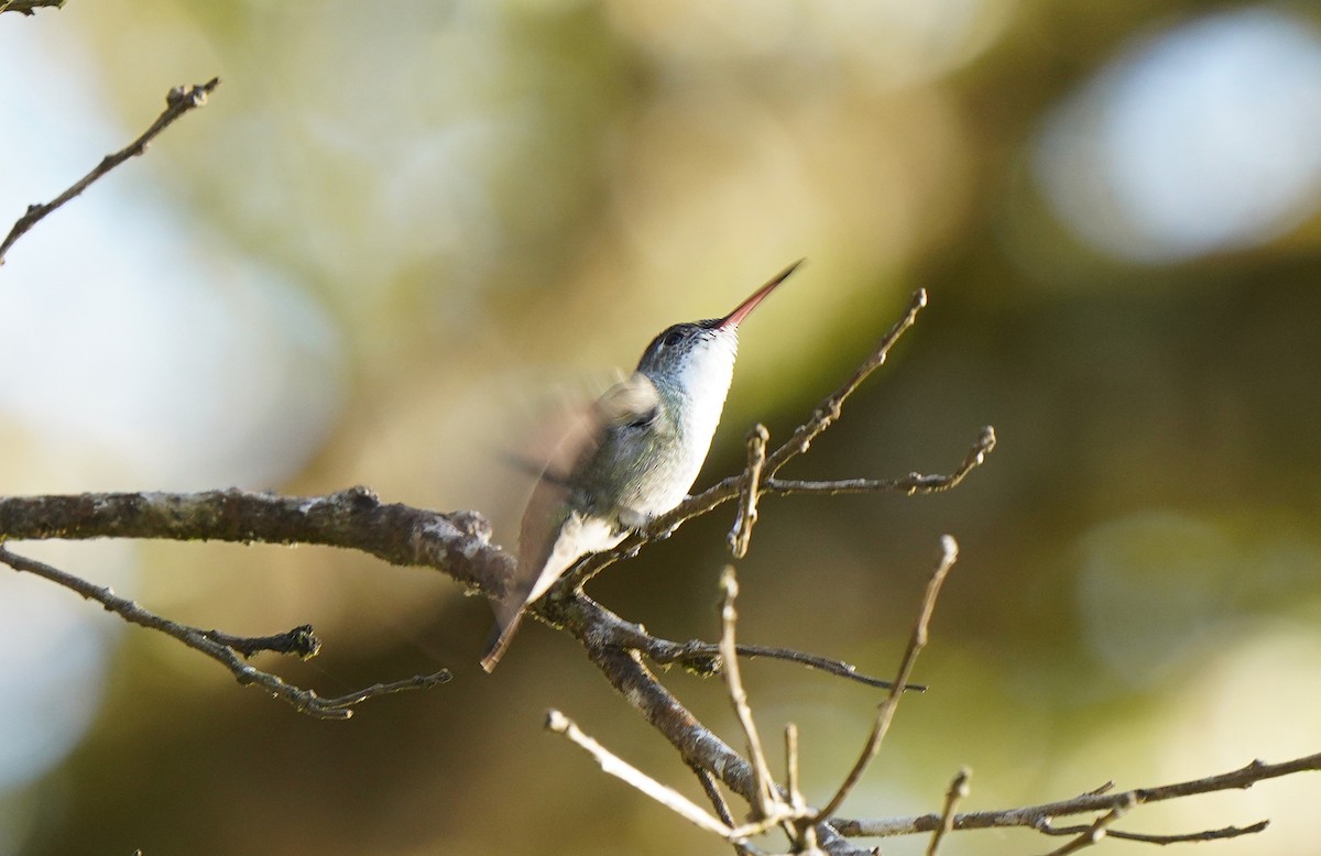 kolibřík azurovotemenný - ML613099898