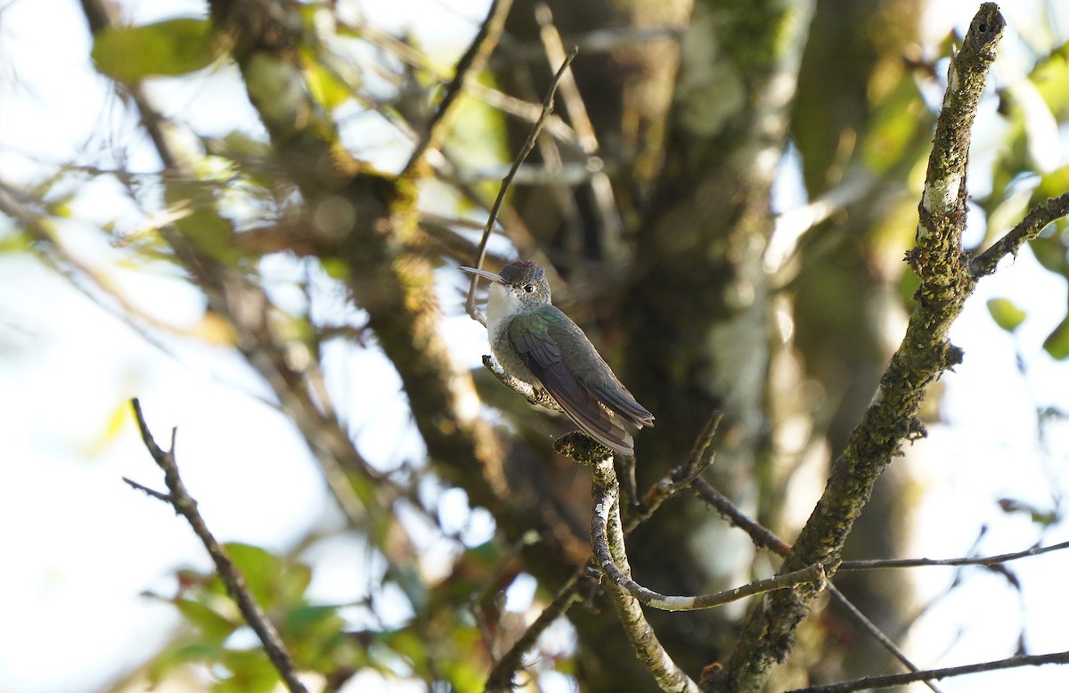 Azure-crowned Hummingbird - ML613099905