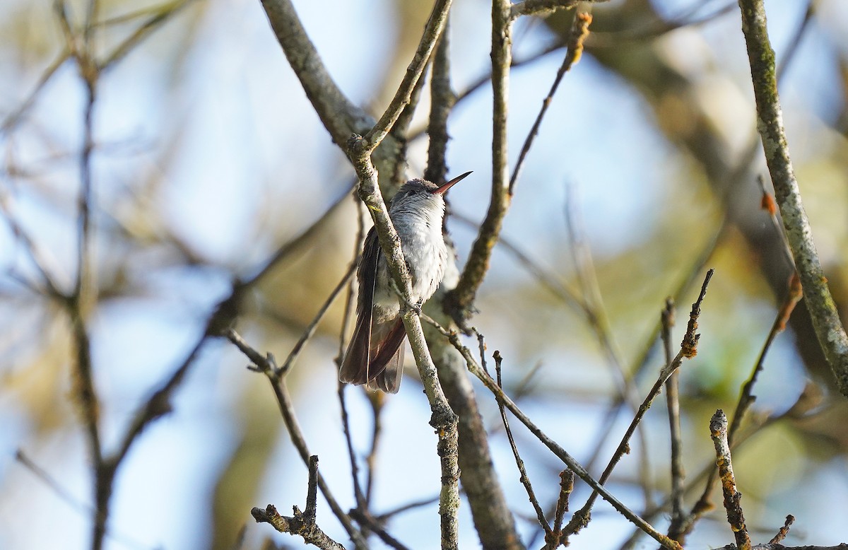kolibřík azurovotemenný - ML613099906