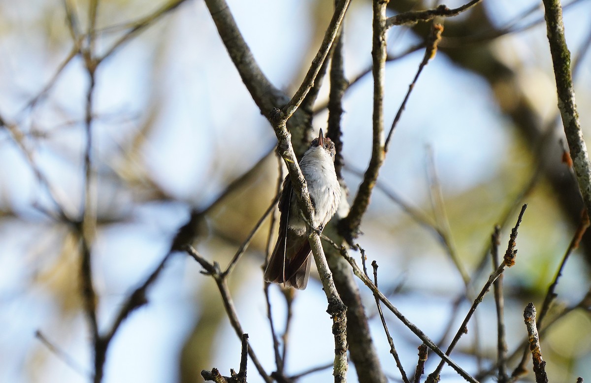 Azure-crowned Hummingbird - ML613099907