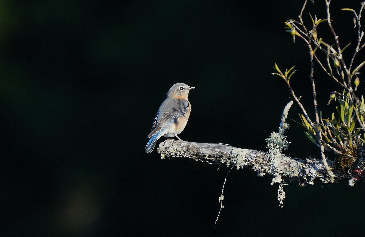 Eastern Bluebird (Mexican) - ML613099964