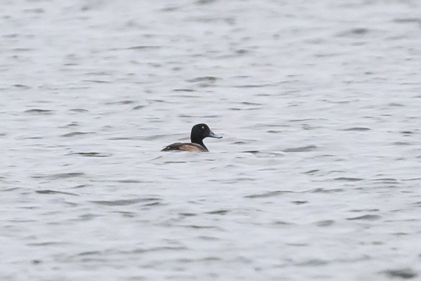 Greater Scaup - ML613099994