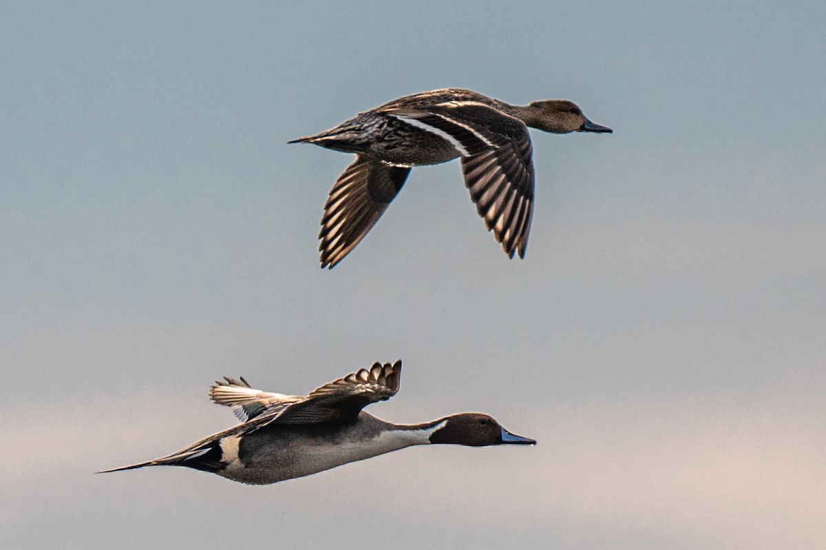 Northern Pintail - ML613100019