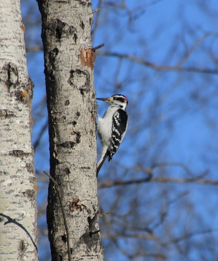 Hairy Woodpecker - ML613100073