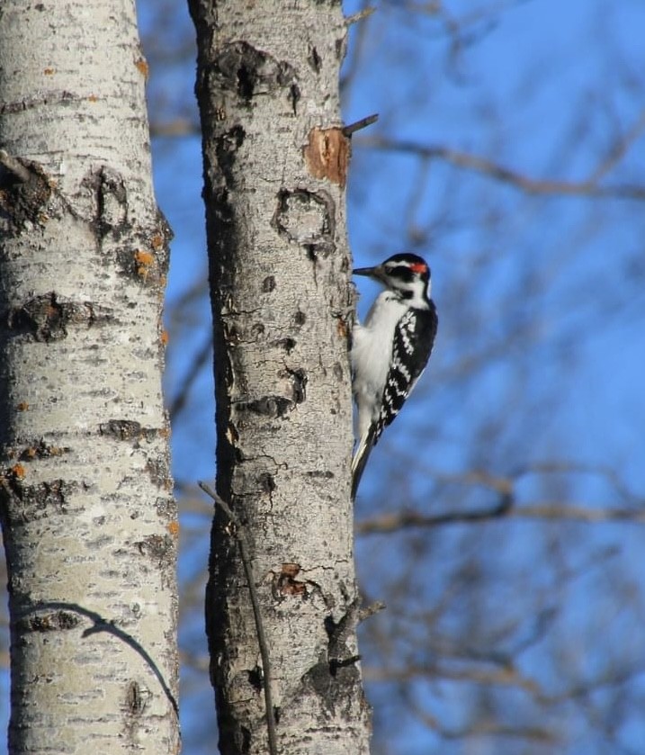 Hairy Woodpecker - ML613100074