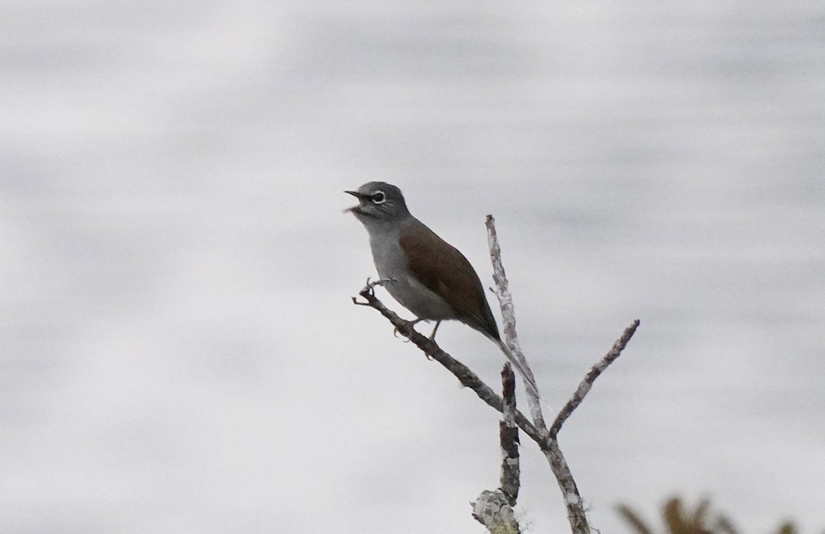 Brown-backed Solitaire - Pitta Tours