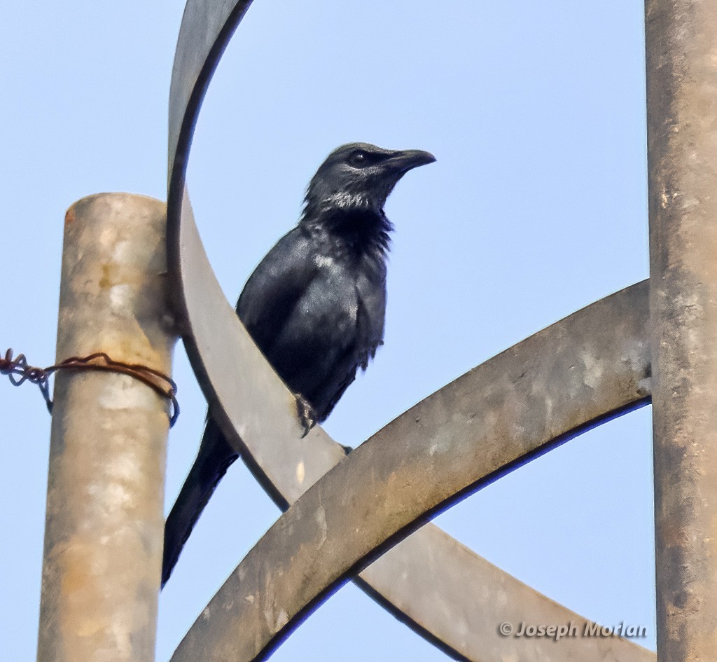 Moluccan Starling - ML613100091