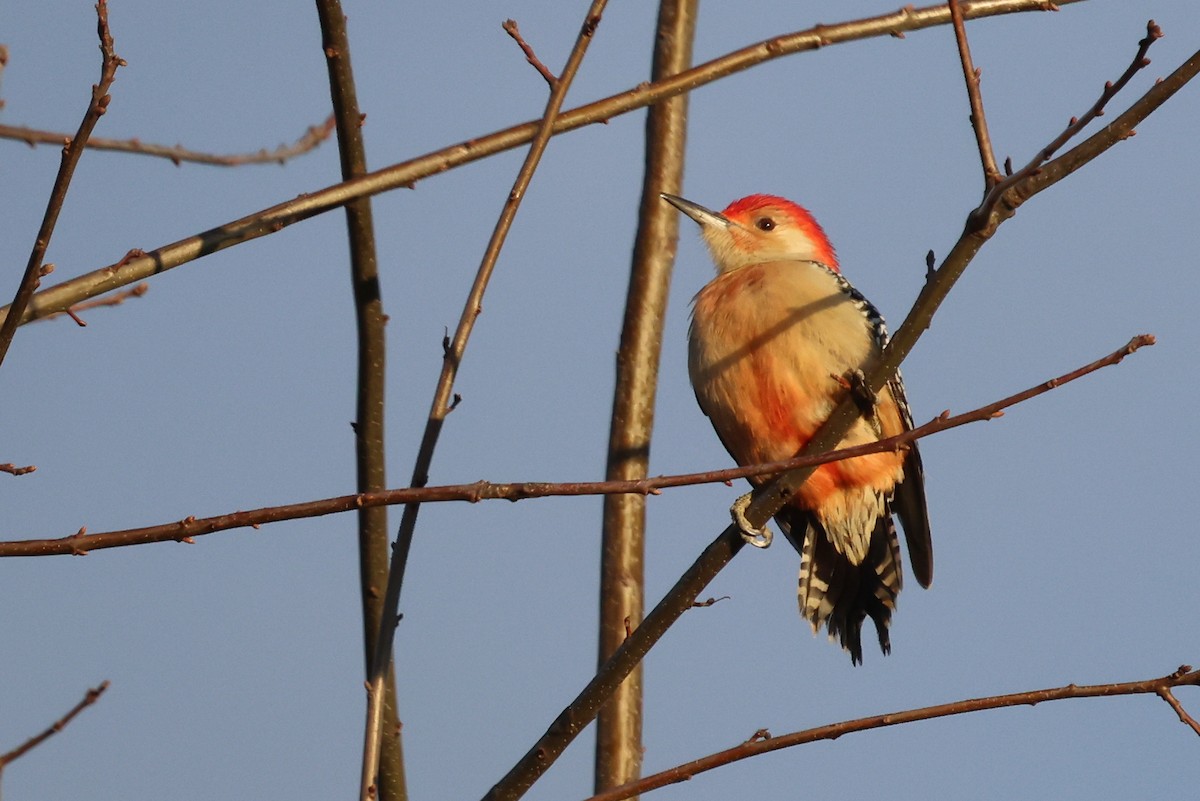 Red-bellied Woodpecker - Phil Kenny