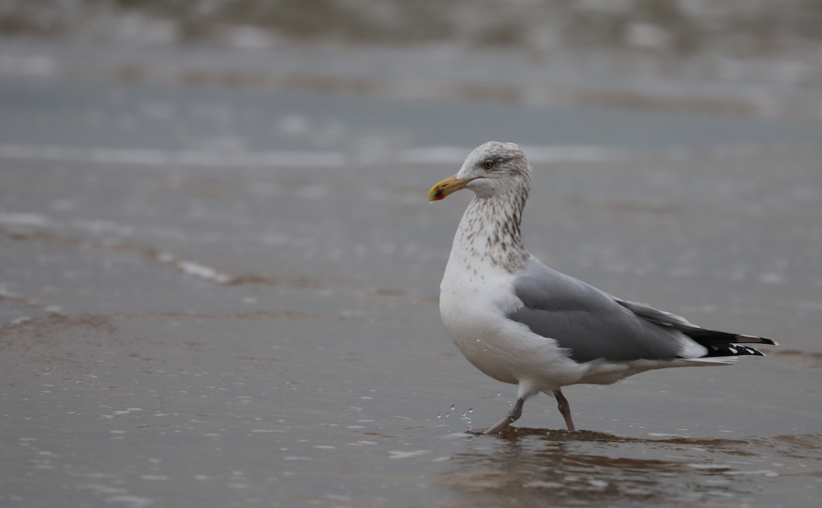 Herring Gull (American) - ML613100248