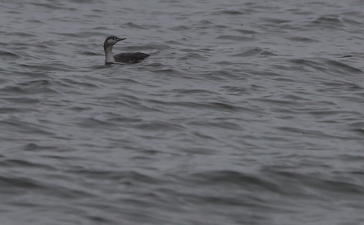 Red-throated Loon - ML613100264