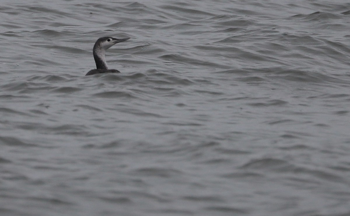 Red-throated Loon - ML613100267