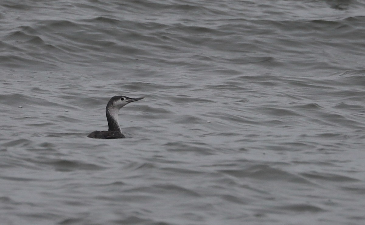 Red-throated Loon - ML613100270