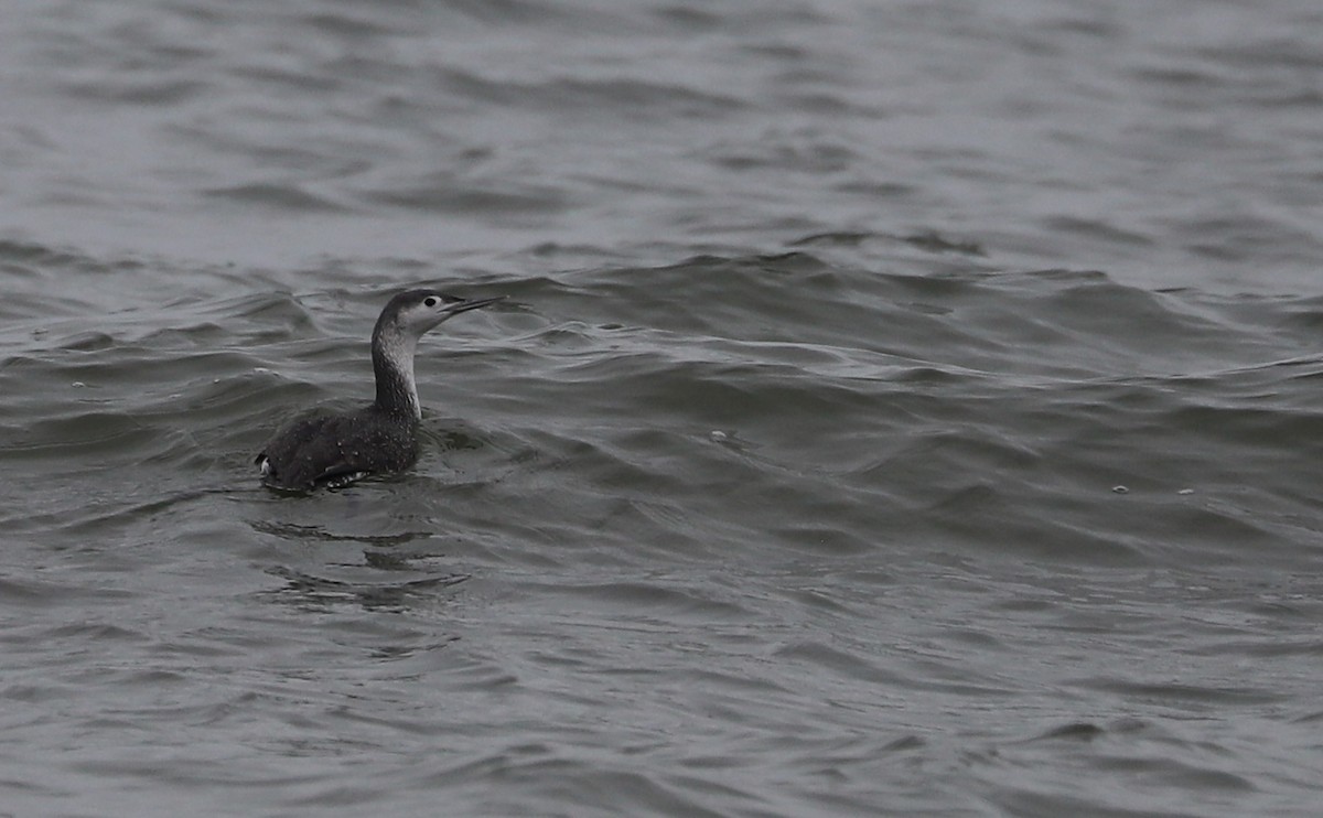 Red-throated Loon - ML613100273