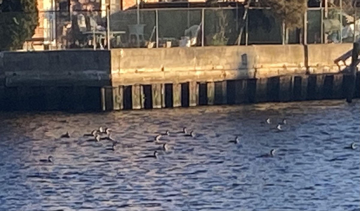 Double-crested Cormorant - L. Sea