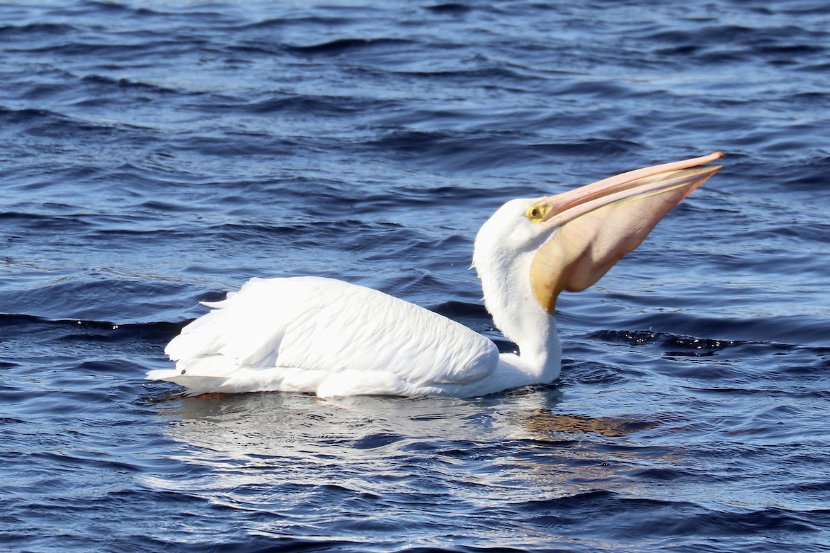 American White Pelican - ML613100396