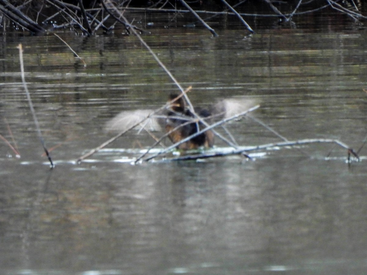 Pied-billed Grebe - ML613100556