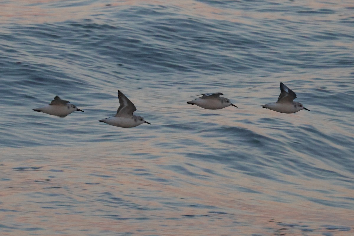 Bécasseau sanderling - ML613100566