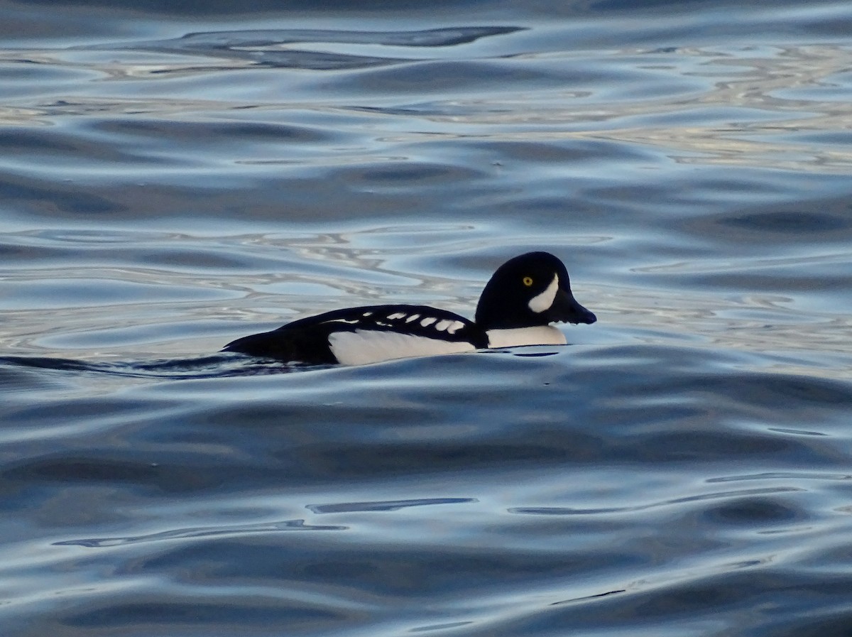 Barrow's Goldeneye - ML613100591