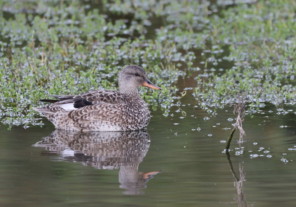 Gadwall - ML613100604