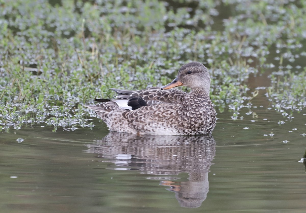 Gadwall - ML613100605