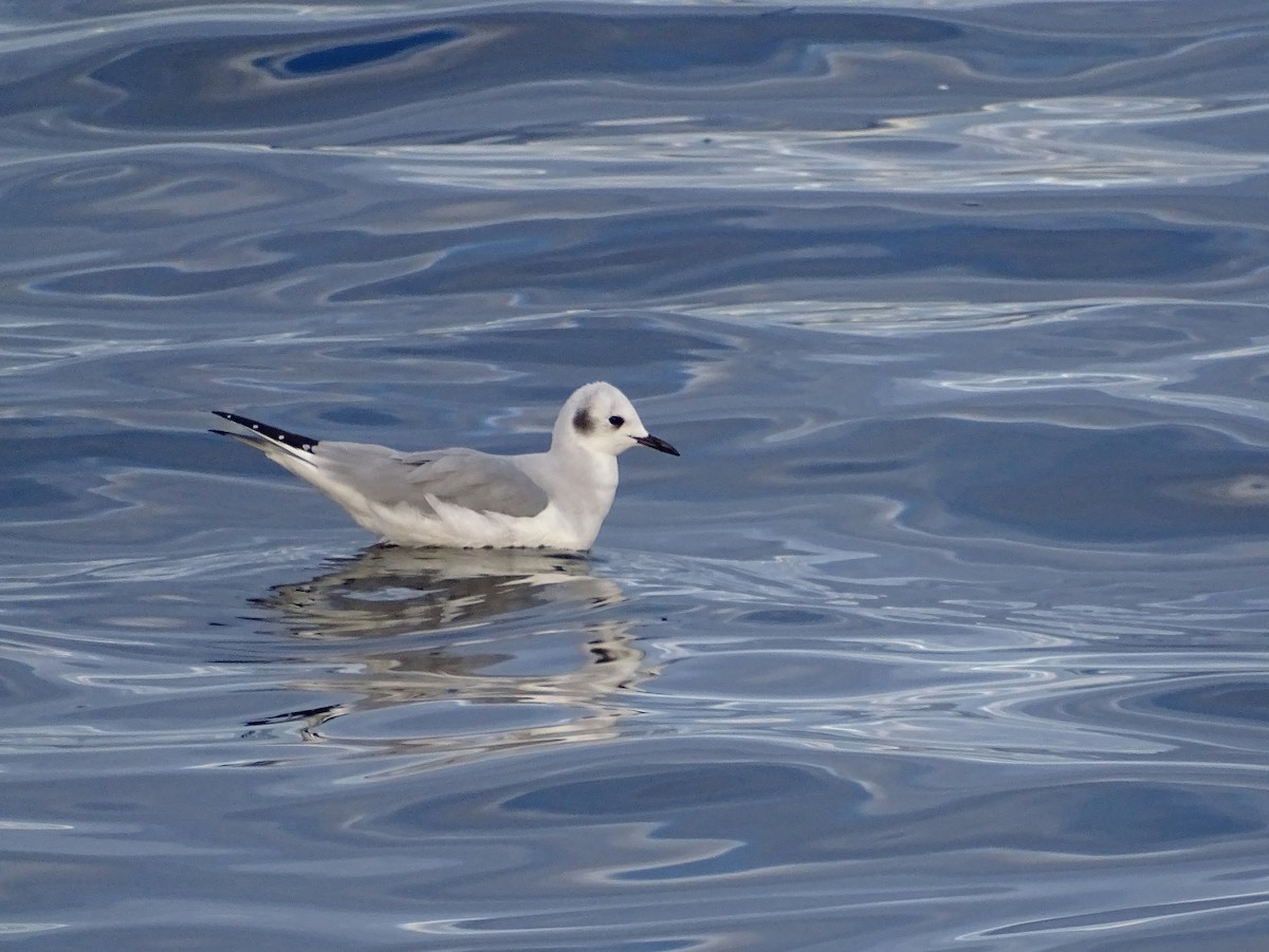 Bonaparte's Gull - Paul Foth