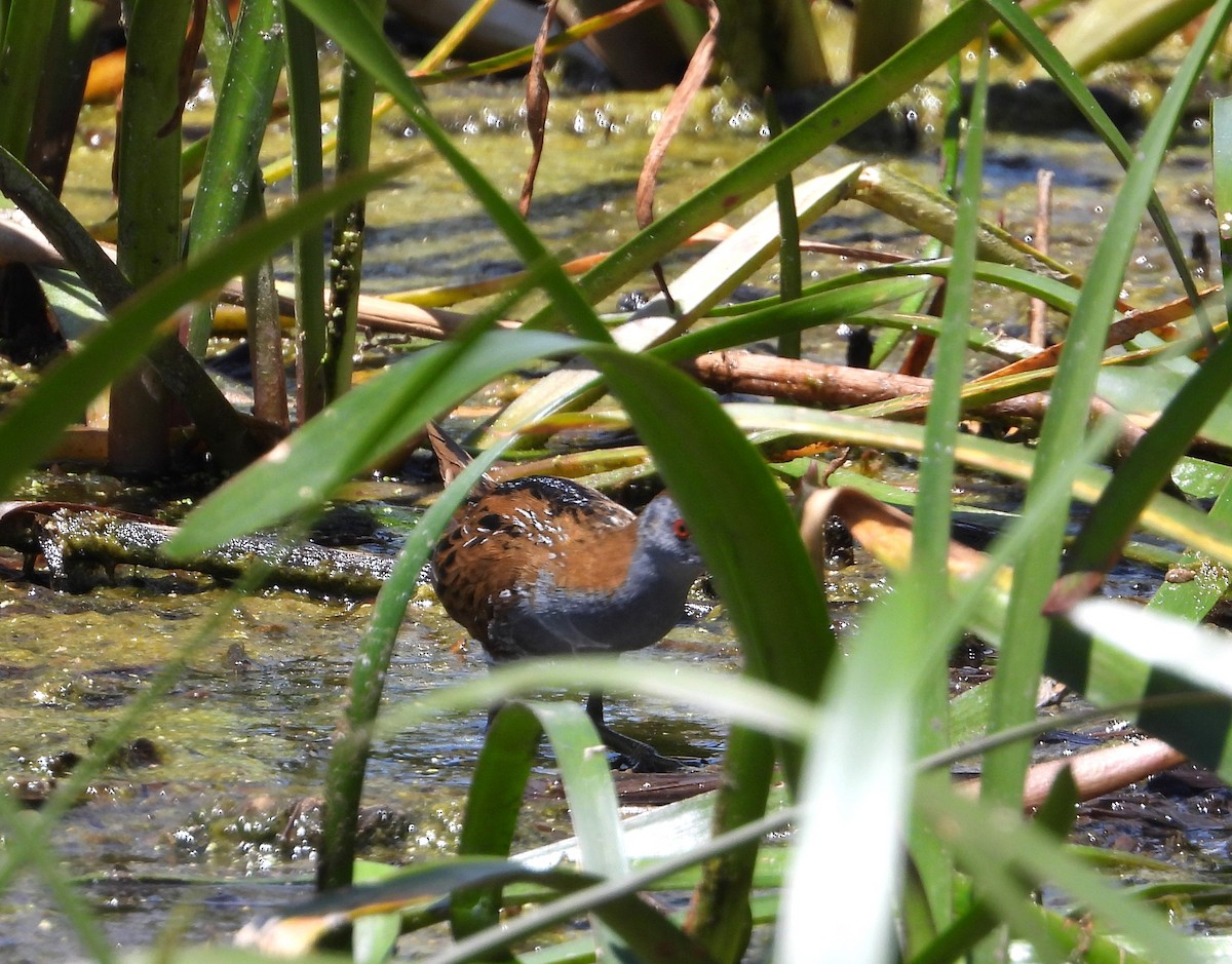 Baillon's Crake - Gordon Rich