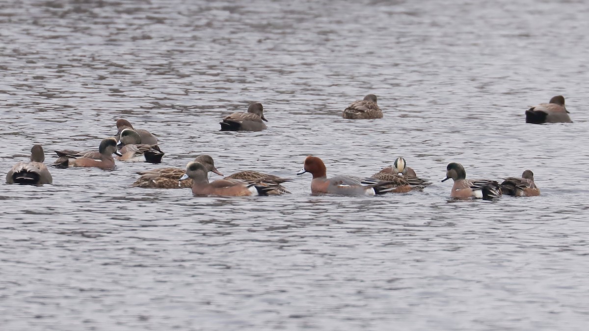 Eurasian Wigeon - Brenda Bull