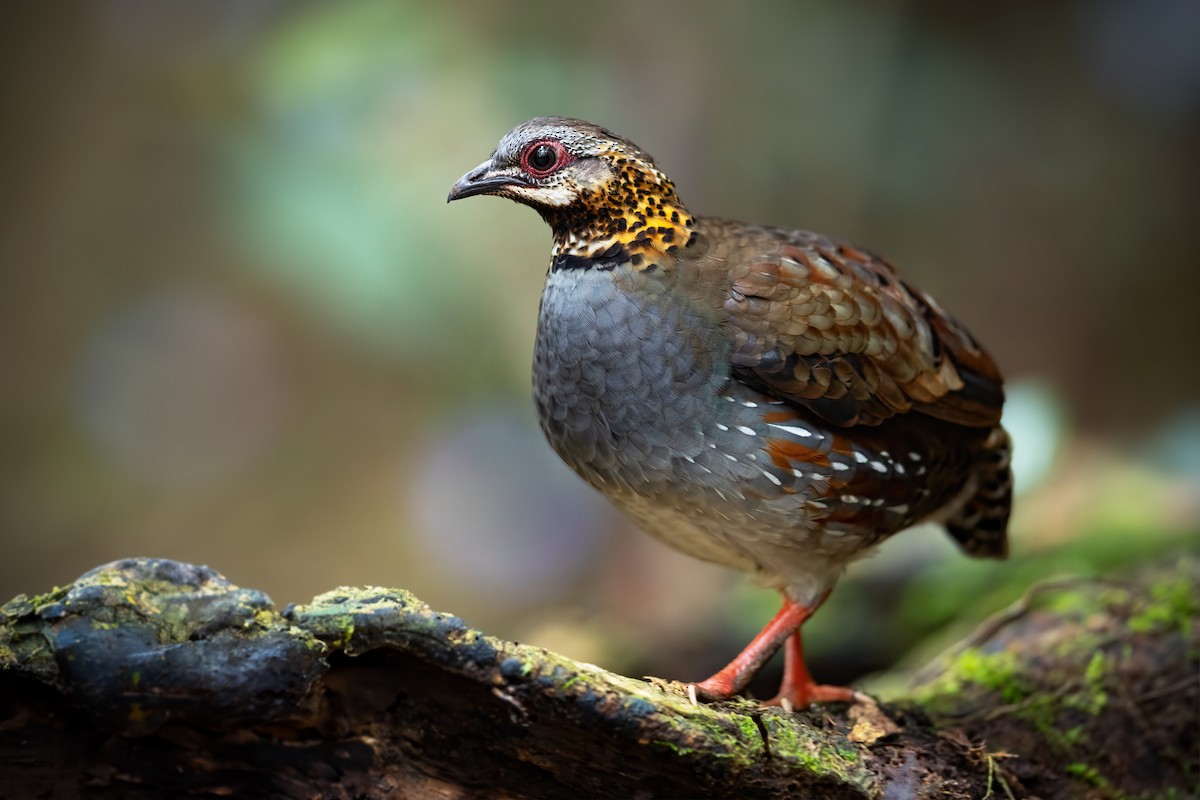 Rufous-throated Partridge - JJ Harrison