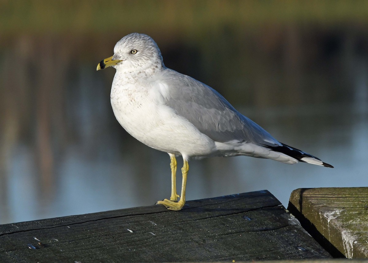 Ring-billed Gull - ML613100780